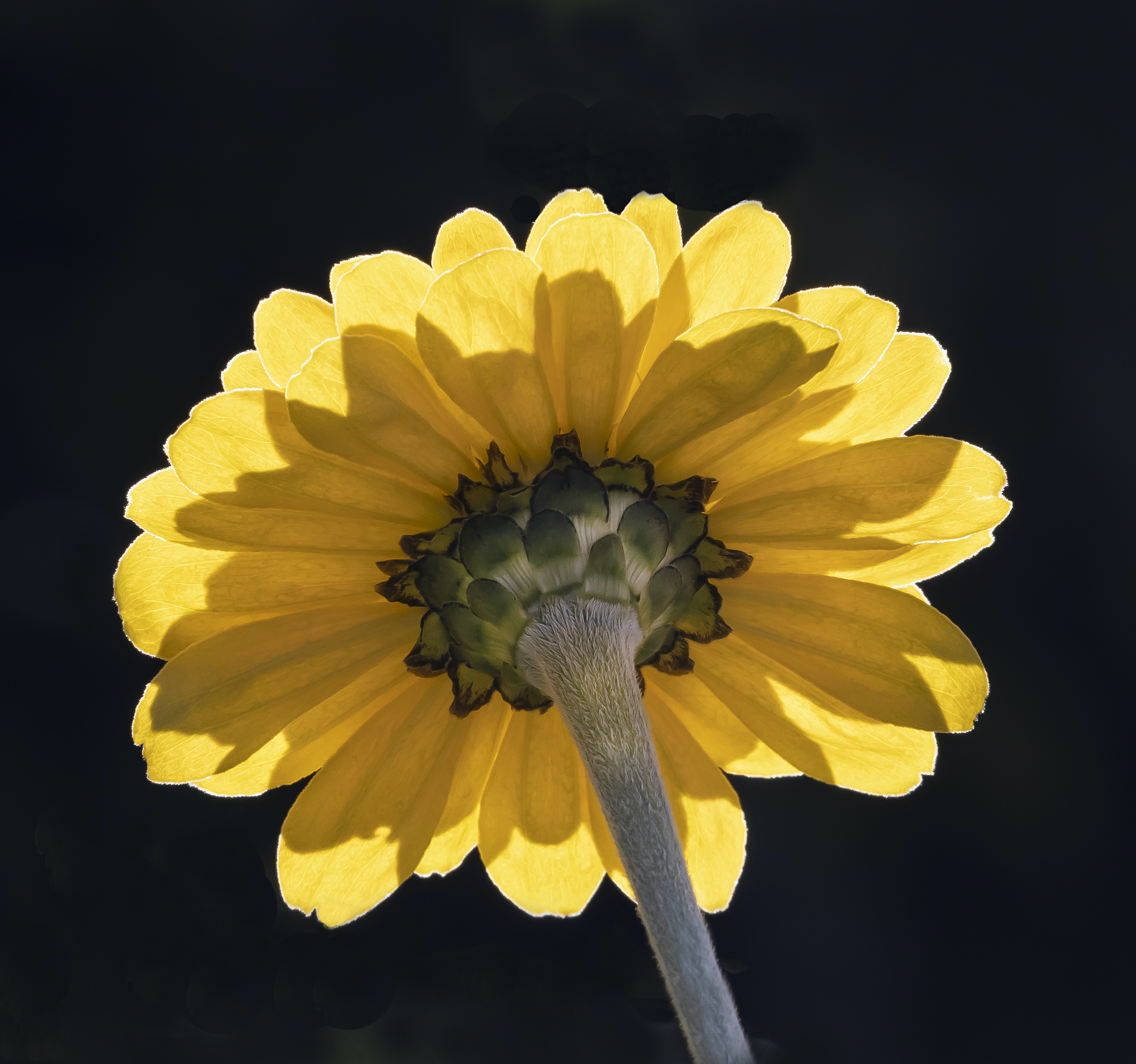 Kurt Huebner 0 Zinnia1-10-20 copy