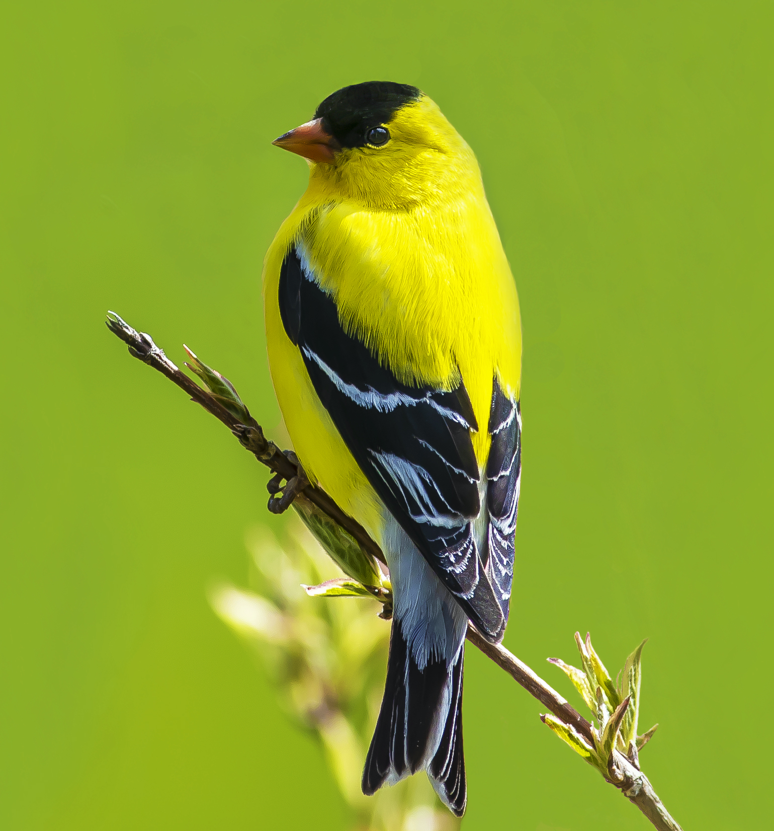 Kurt Huebner 2 GoldFinch pair with Karen Warinsky