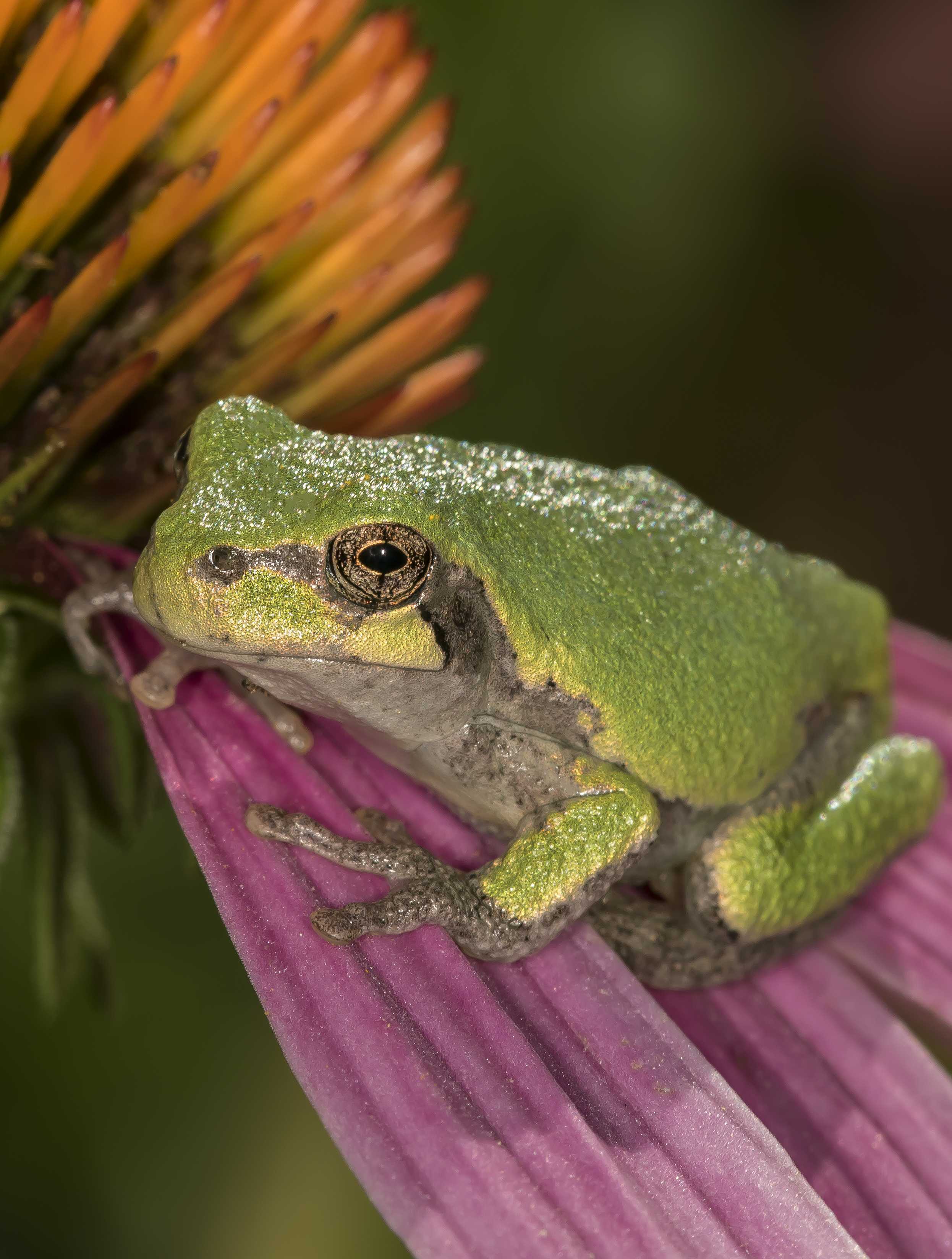 GrayTreefrogconeFlower