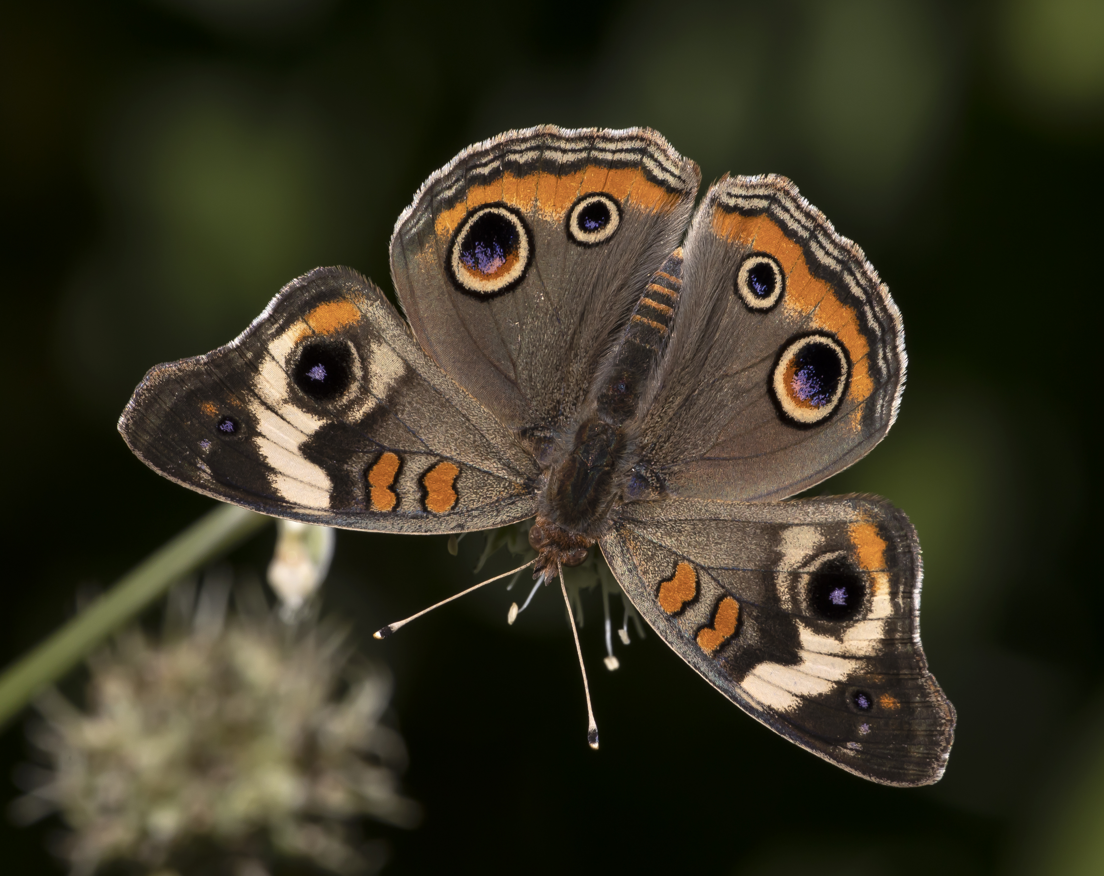 CommonBuckeye6-9-20