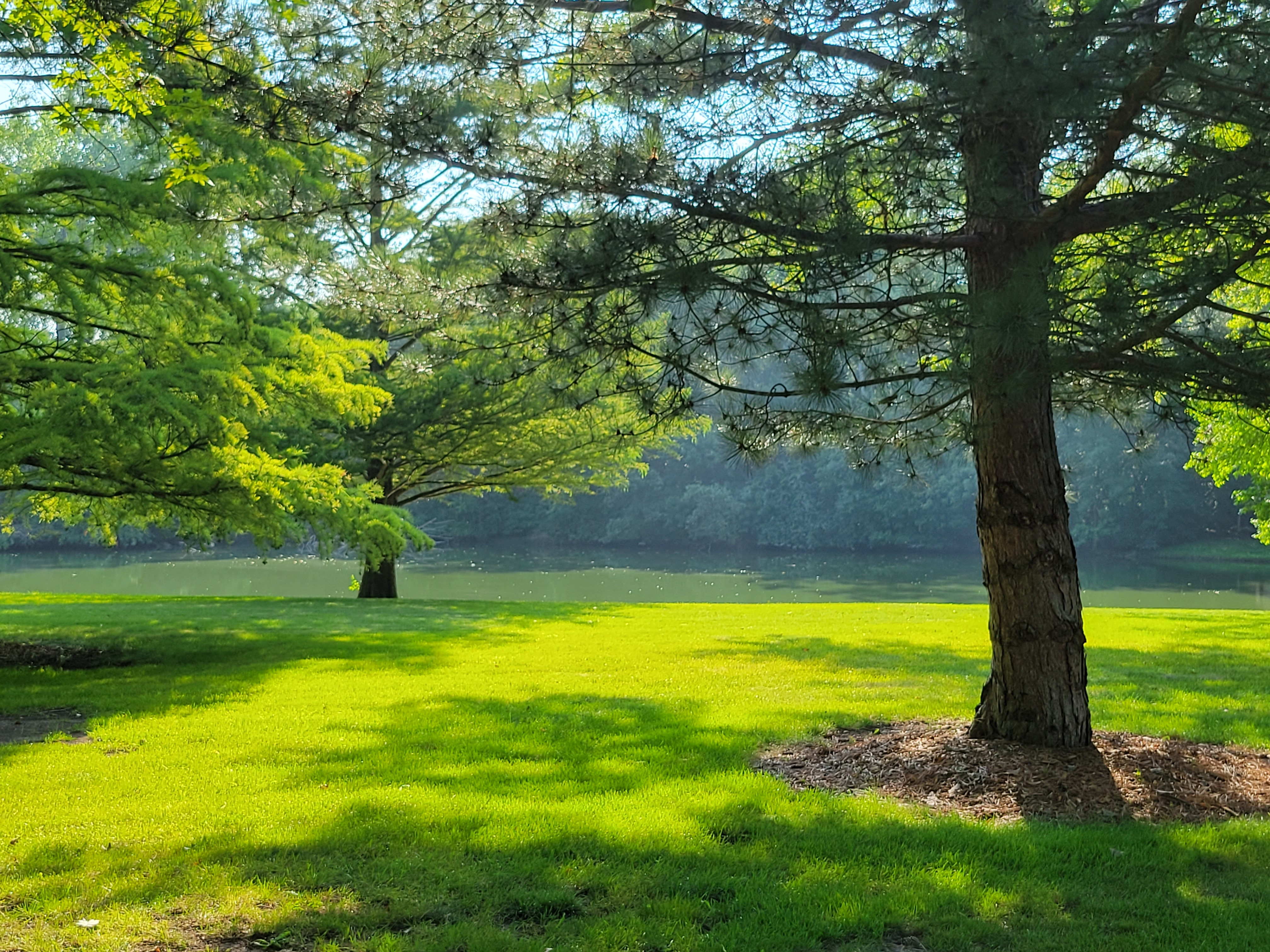 2 trees pond Gail G Pair w Mary R