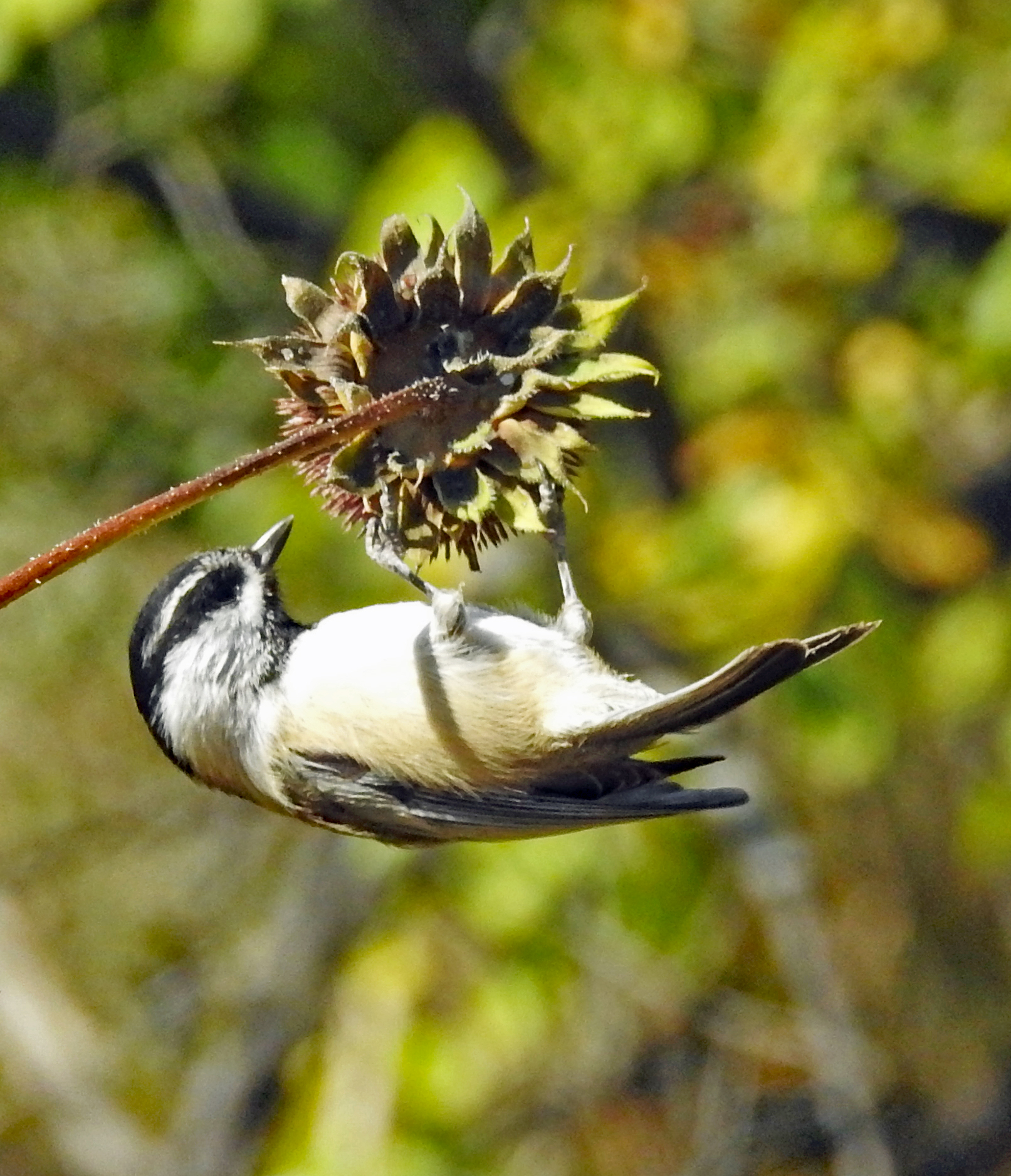 Mountain chicadee Janet Ruth pair w Hope M.