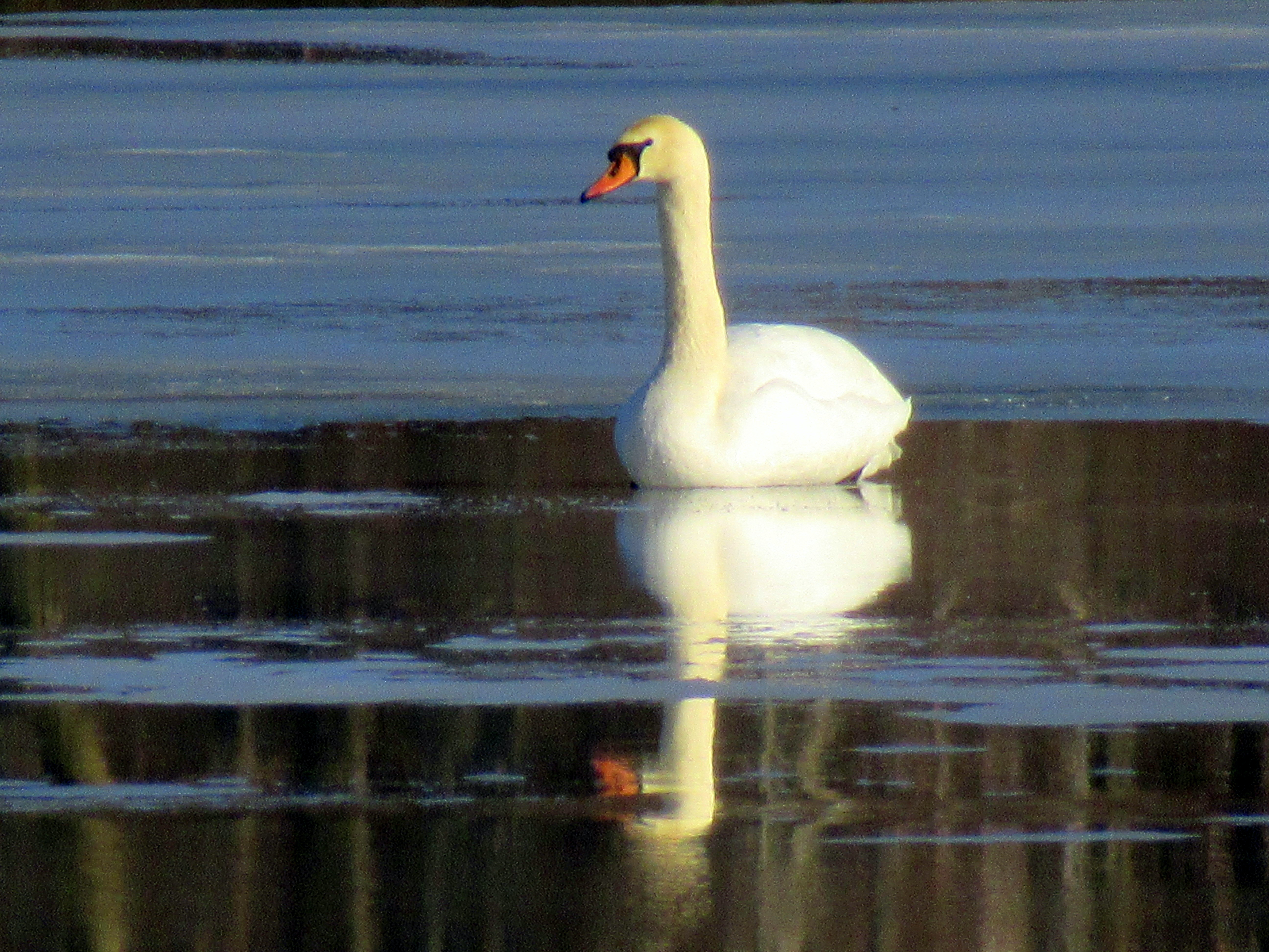 Swan and reflection on Twin Lakes copy