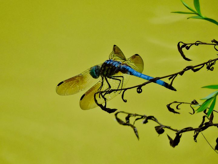 dragonfly by a swamp copy