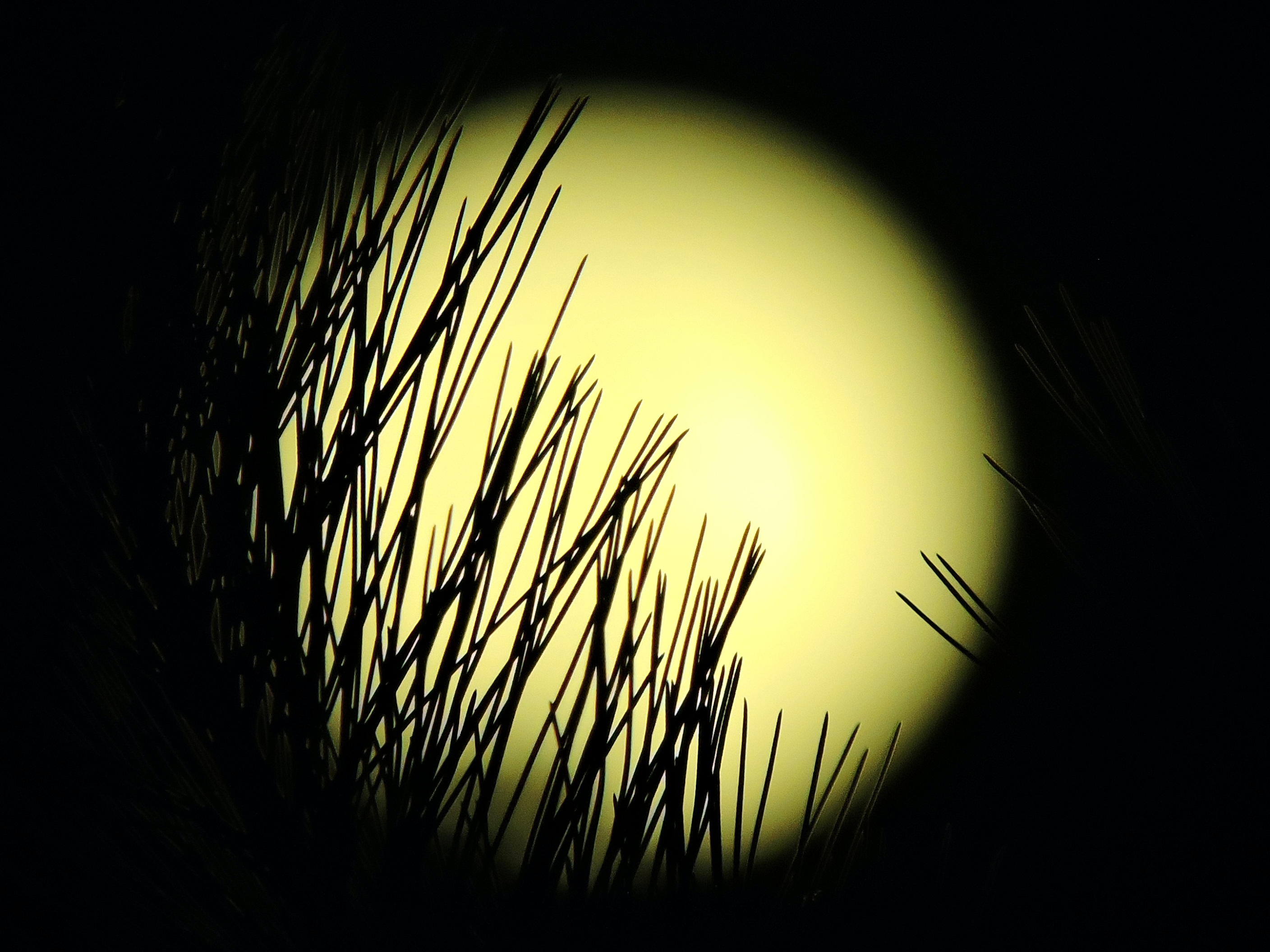 full moon in pines copy