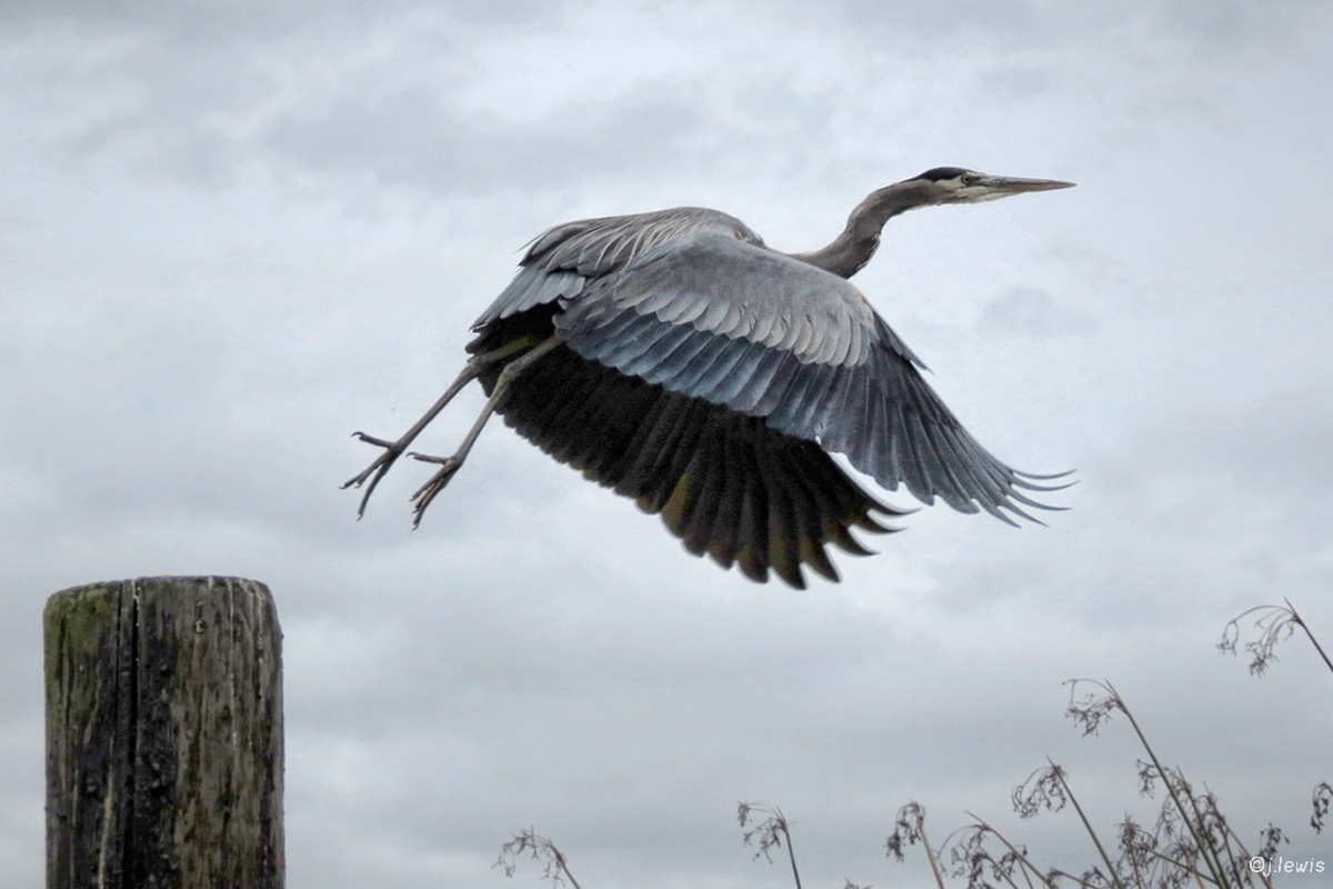 Great Blue Heron3 copy
