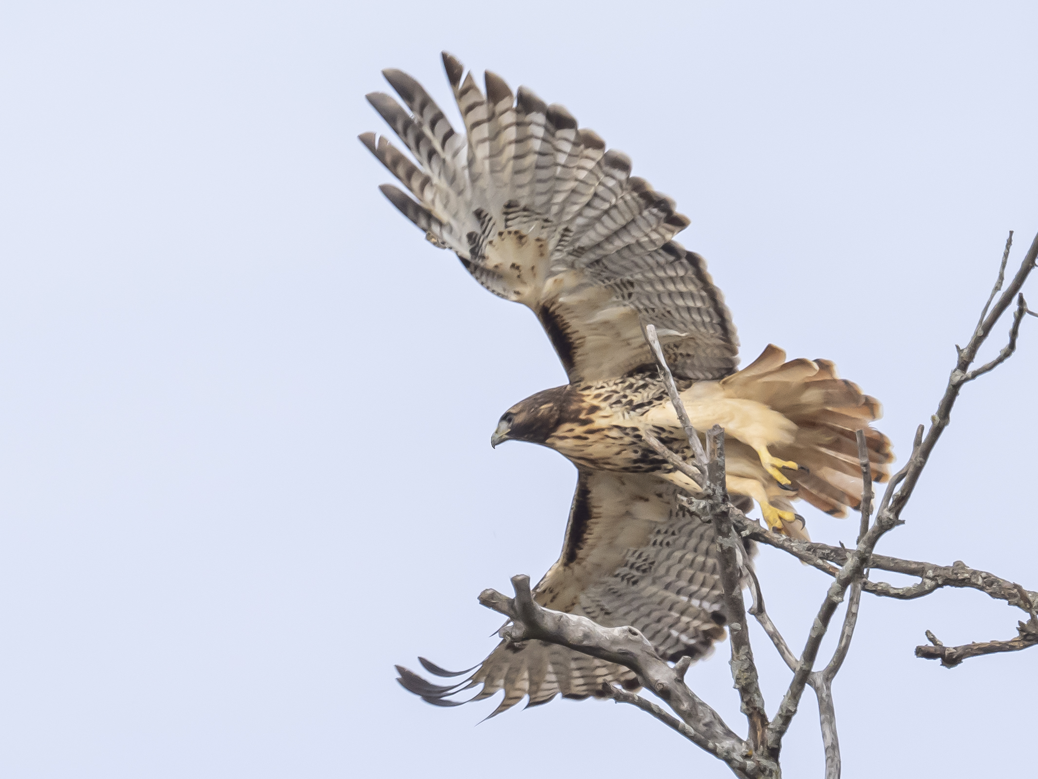 Michael's Redtailed Hawk 2 copy