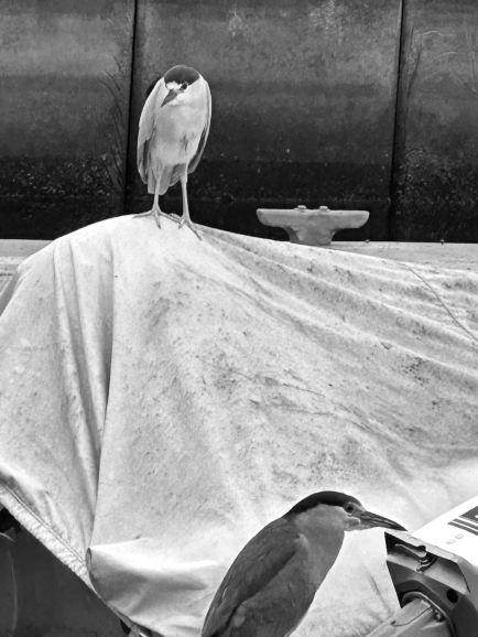 Donna H. Herons Before Coffee BHR 17