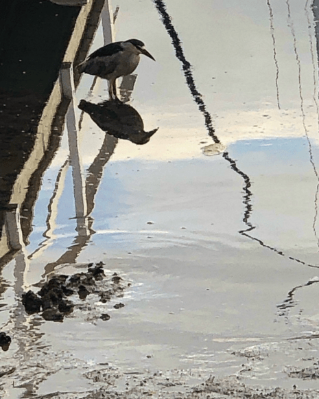 Green Heron Reflection photo1 Donna H