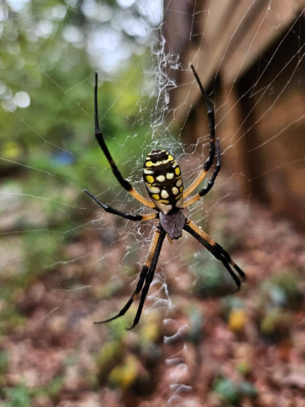 Spider photo Mary Ray G.